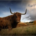 Highland Cow02
